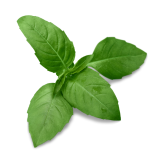 Basil