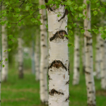 Birch