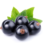 Black Currant