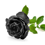 Black Rose