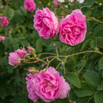 Damask Rose