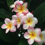 Frangipani