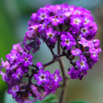 Heliotrope