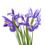 Iris Flower