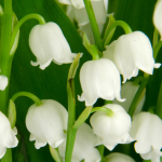Lily of the Valley