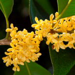 Osmanthus