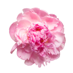 Peony