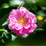 الورد التركي