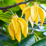 Ylang-Ylang