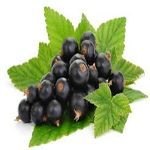 الكشمش الأسود