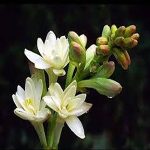 Benzoin and Tuberose