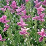 Clary Sage And Pink Pepper