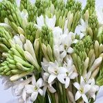 Tuberose