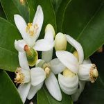 Neroli