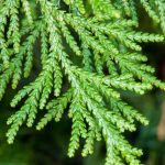 white cedar extract