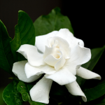 Gardenia