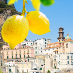 Amalfi Lemon