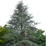 Atlantes Cedar