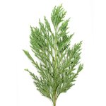 Cypress