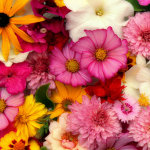 Floral