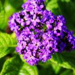 Heliotrope
