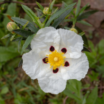 Labdanum
