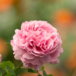 May Rose