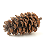 Pine