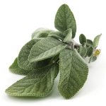 Sage