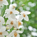 Styrax