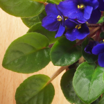 Violet Leaves