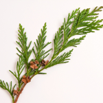 Virginia Cedar