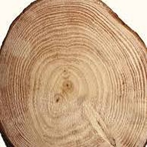 cashmere Wood