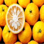 Japanese Yuzu