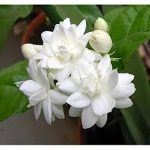 الياسمين العربي