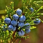 Juniper