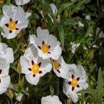 French Labdanum