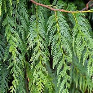Cedar