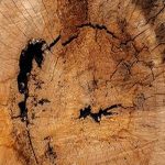 Wood Notes