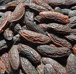 Tonka Bean
