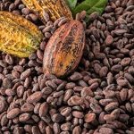 Cacao