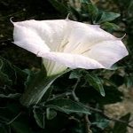 نبات الداتورا