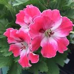 Geranium