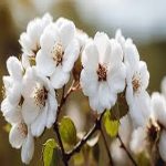 Cotton Flower