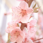 زهرة المشمش