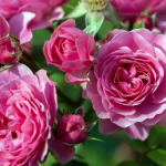 الورد البلغاري