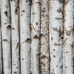 Dry Birch