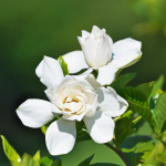 Gardenia