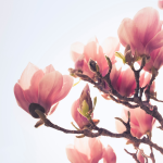 بتلات الماغنوليا