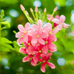 زهرة رانغون